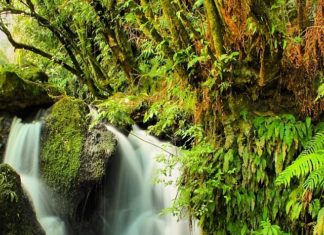Le Kawakawa, remède Maori aux maux de dents