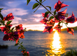 Les îles canaries, trésor des apothicaires Espagnols