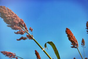 remedes traditionnels aloe ferox