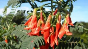 remedes traditionnels bush cancer