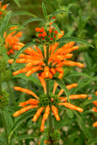 remedes traditionnels dagga