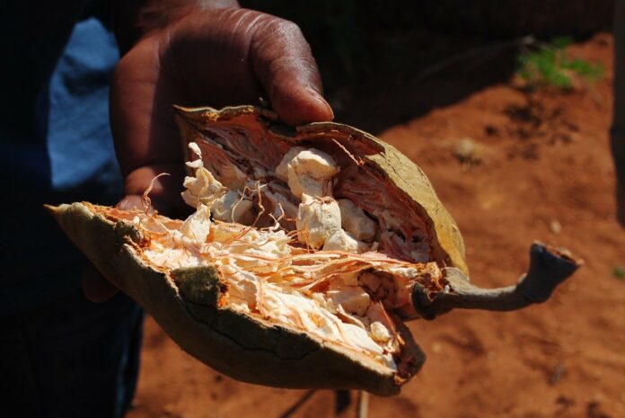 Le Fruit du Baobab pour vos problèmes digestifs