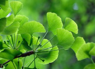 Ginkgo biloba, la plante miracle Gingko biloba, la plante miracle