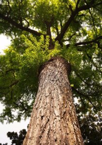 arbre ginkgo biloba