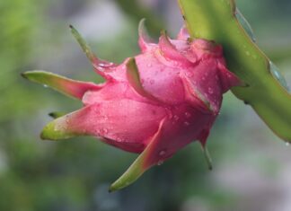 Les bienfaits pour la santé des fruits tropicaux Les bienfaits pour la santé des fruits tropicaux