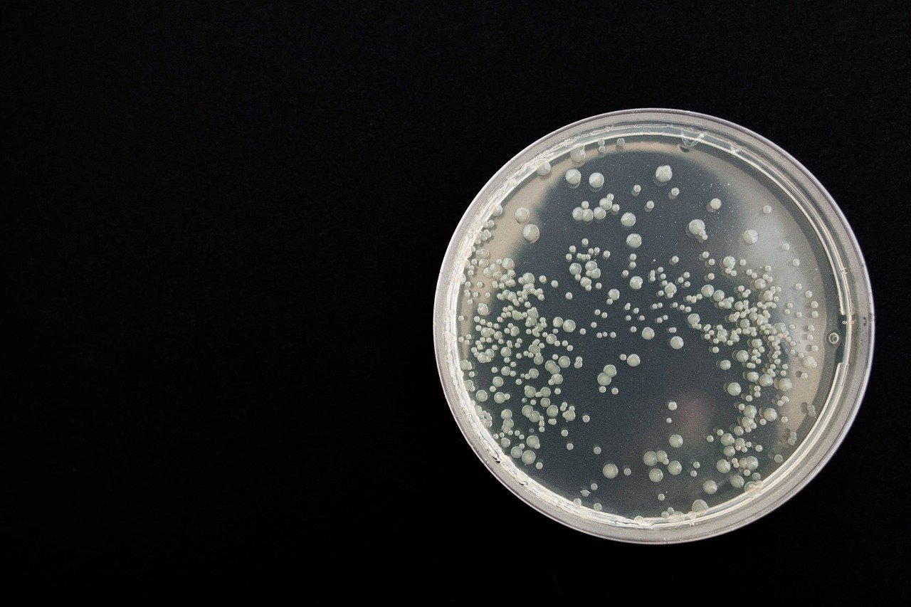 bacteries