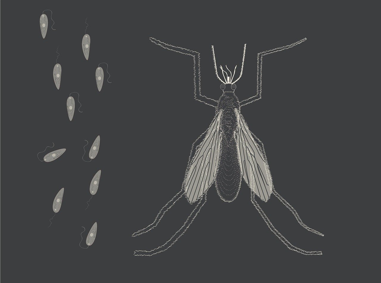 protozoaires