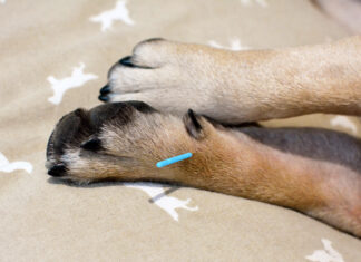 L’acupuncture pour soigner les animaux L'acupuncture pour soigner les animaux