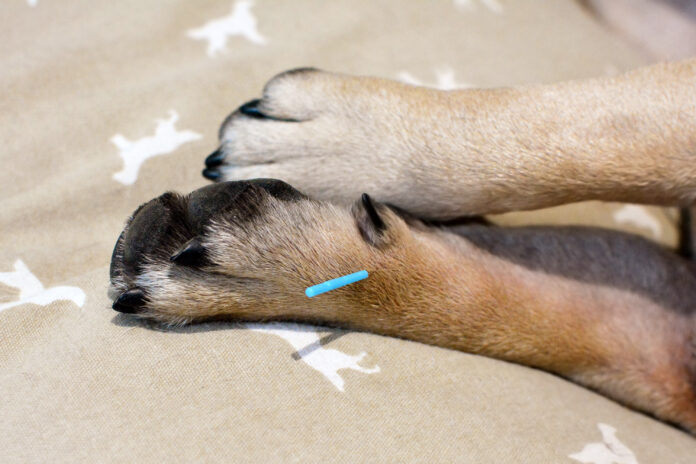 L'acupuncture pour soigner les animaux