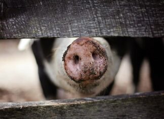 La peste porcine est-elle de retour ? La peste porcine est-elle de retour