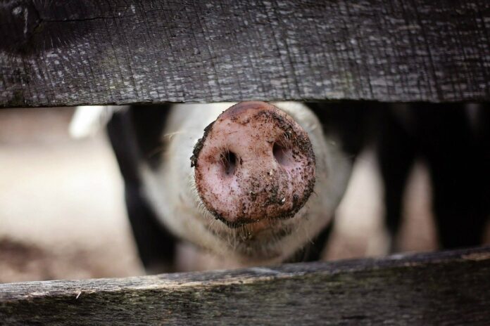 La peste porcine est-elle de retour