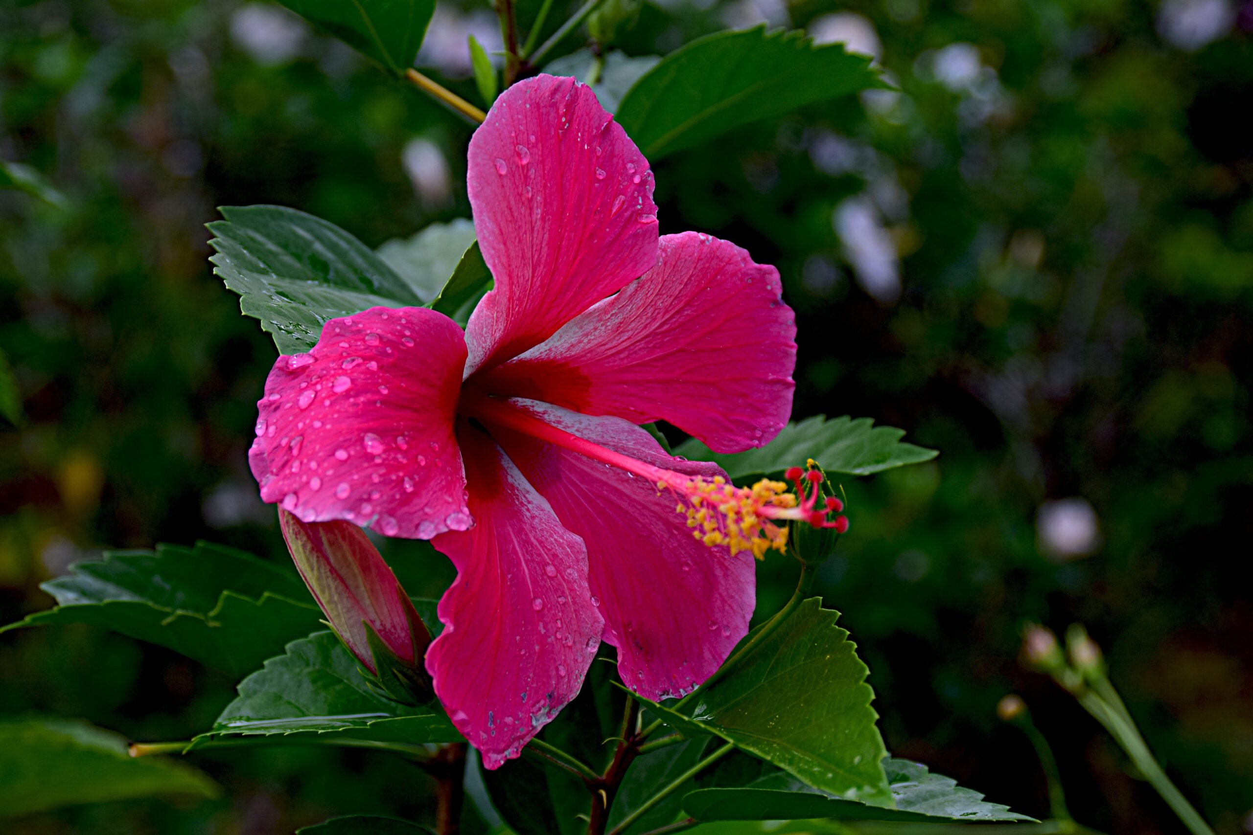 L’hibiscus plantes africaines 