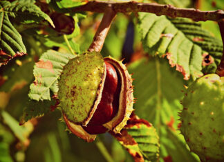 Insuffisance veineuse, varices, hémorroïdes, comment les soulager grâce au marronnier d’Inde Insuffisance veineuse, varices, hémorroïdes, comment les soulager grâce au marronnier d'Inde