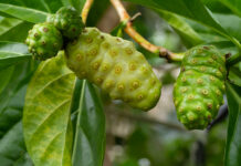 Envie de maigrir ? Buvez du jus de noni ! Envie de maigrir Buvez du jus de noni !