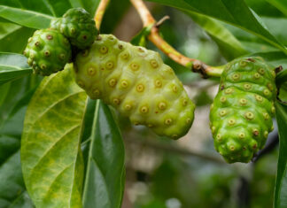 Envie de maigrir ? Buvez du jus de noni ! Envie de maigrir Buvez du jus de noni !