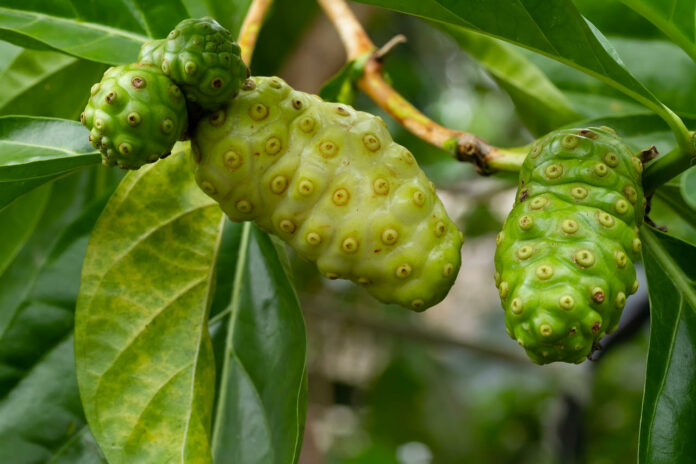 Envie de maigrir Buvez du jus de noni !