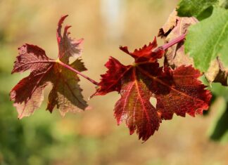 La vigne rouge plébiscitée en Italie : Ses bienfaits vous surprendront La vigne rouge plébiscitée en Italie Ses bienfaits vous surprendront