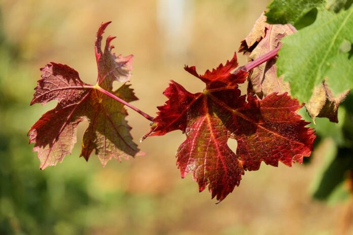 La vigne rouge plébiscitée en Italie Ses bienfaits vous surprendront