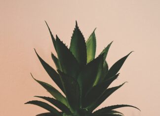 Les bienfaits de l’aloe vera Les bienfaits de l'aloe vera