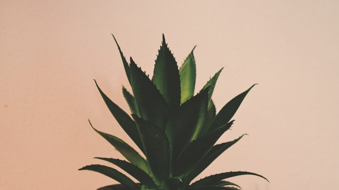 Les bienfaits de l'aloe vera