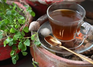 Les vertus inattendues du méconnu Kinkéliba Les vertus inattendues du méconnu Kinkéliba