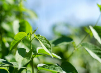 Gymnéma: cette plante indienne qui combat le diabète Gymnéma cette plante indienne qui combat le diabète - medecines-du-monde - medecinesdumonde.com