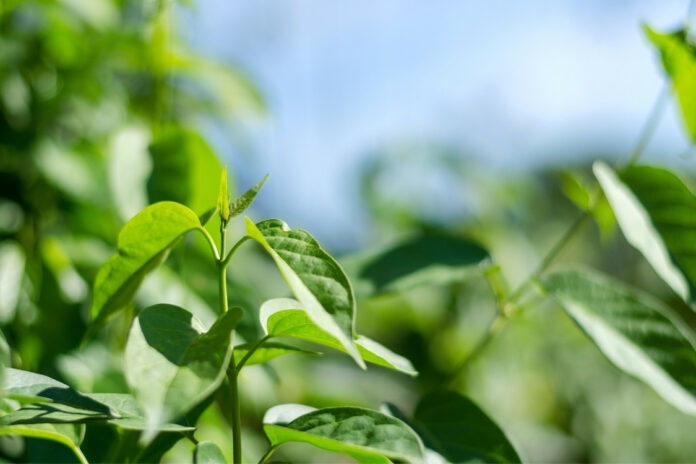 Gymnéma cette plante indienne qui combat le diabète - medecines-du-monde - medecinesdumonde.com