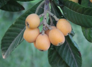 La nèfle du Japon, un fruit rafraîchissant aux multiples bienfaits La nèfle du Japon, un fruit rafraîchissant aux multiples bienfaits