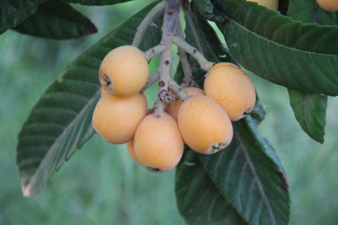 La nèfle du Japon, un fruit rafraîchissant aux multiples bienfaits