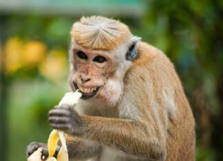 La variole du singe : Ce que l’on sait La variole du singe Ce que l'on sait