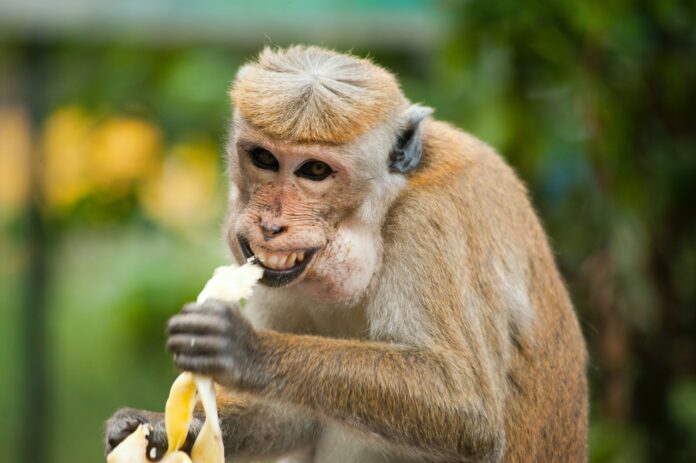 La variole du singe Ce que l'on sait
