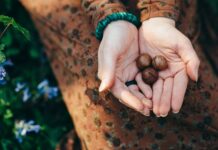 Noix de macadamia: origines et bienfaits de ce concentré d’énergie Noix de macadamia origines et bienfaits de ce concentré d'énergie