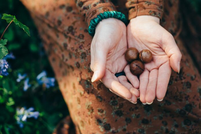 Noix de macadamia origines et bienfaits de ce concentré d'énergie