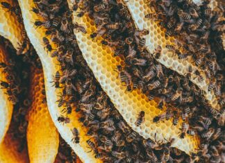 À la découverte du miel hallucinogène des abeilles géantes du Népal À la découverte du miel hallucinogène des abeilles géantes du Népal