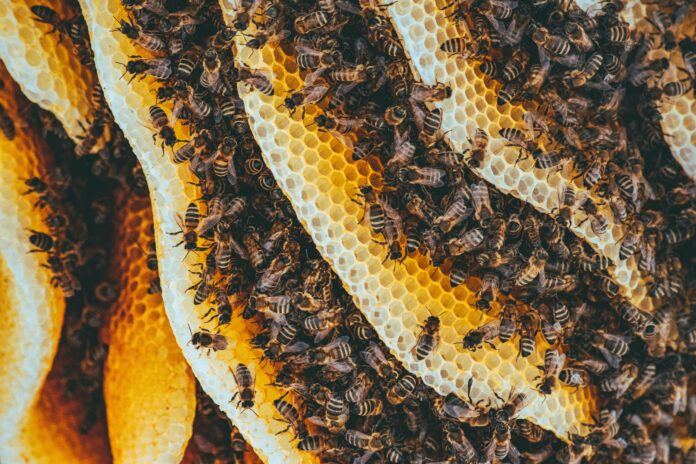 À la découverte du miel hallucinogène des abeilles géantes du Népal
