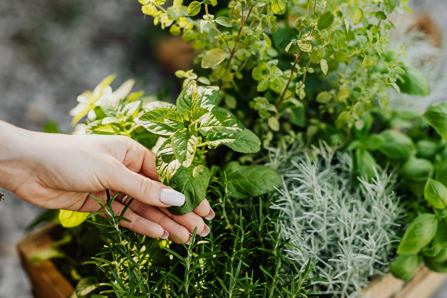 Ces plantes médicinales à planter dans votre jardin