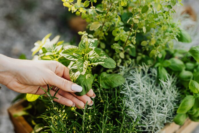 Ces plantes médicinales à planter dans votre jardin