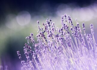 Les bienfaits médicinaux de la lavande Les bienfaits médicinaux de la lavande