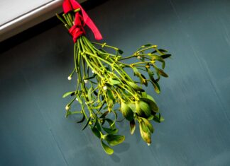 L’extrait de gui intraveineux pourrait traiter le cancer avancĂ©. Traiter le cancer avancĂ© avec l'extrait de gui