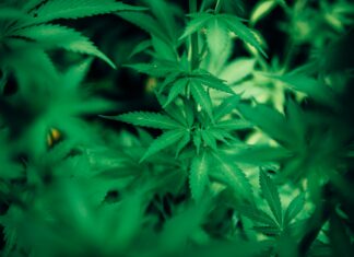 Histoire du cannabis Histoire du cannabis