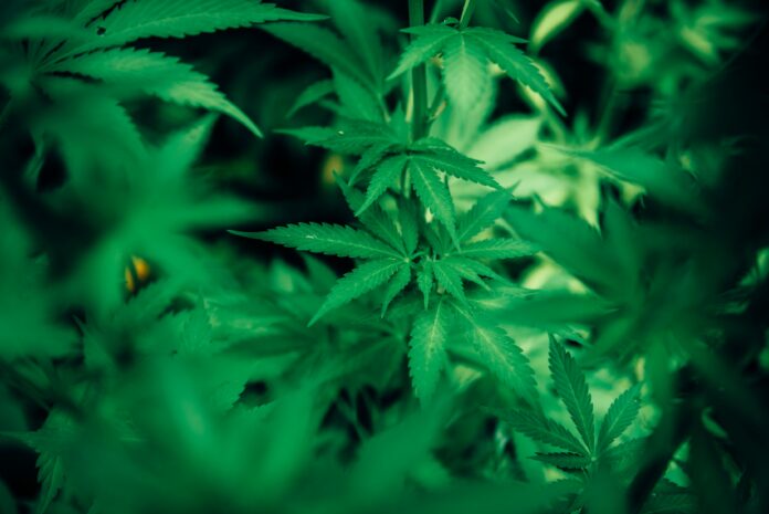 Histoire du cannabis