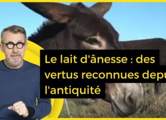 Le lait d’ânesse, le secret beauté venu d’Egypte