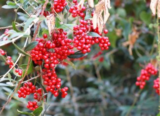 À la découverte du met favori des schtroumpfs : La salsepareille Salsepareille
