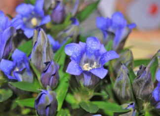 Exploration des propriétés de la Gentiana Olivieri pour favoriser une meilleure digestion et un appétit sain Bienfaits de la Gentiana olivieri