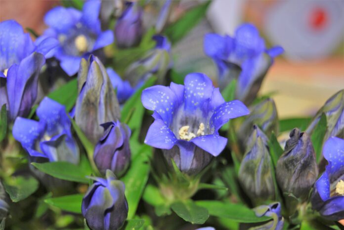 Bienfaits de la Gentiana olivieri
