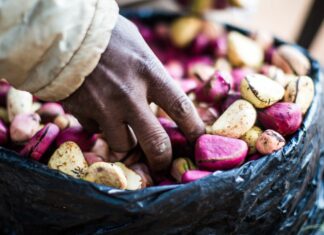 Les plantes aphrodisiaques venues d’Afrique Les plantes aphrodisiaques venues d'Afrique