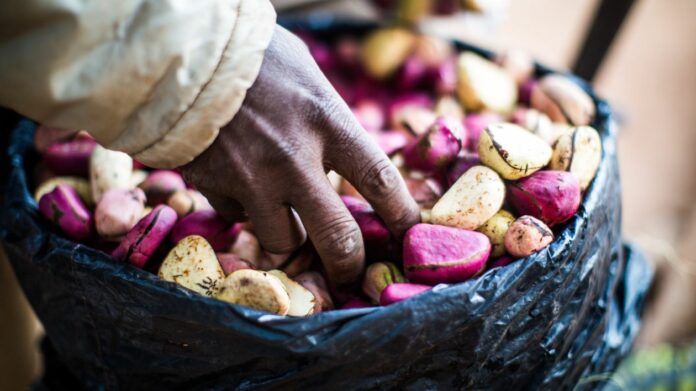 Les plantes aphrodisiaques venues d'Afrique