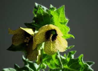 À la découverte de la mystérieuse jusquiame noire la jusquiame noire