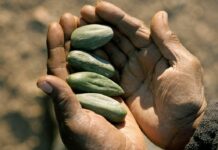 Les plantes médicinales du Bush Australien : Les trésors de la flore Australienne Les plantes médicinales du Bush Australien Les trésors de la flore Australienne