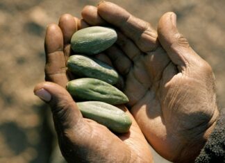 Les plantes médicinales du Bush Australien : Les trésors de la flore Australienne Les plantes médicinales du Bush Australien Les trésors de la flore Australienne